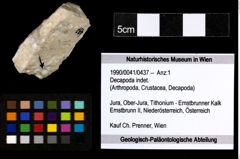 Foto (Objekt + Etiketten) von Decapoda indet. 